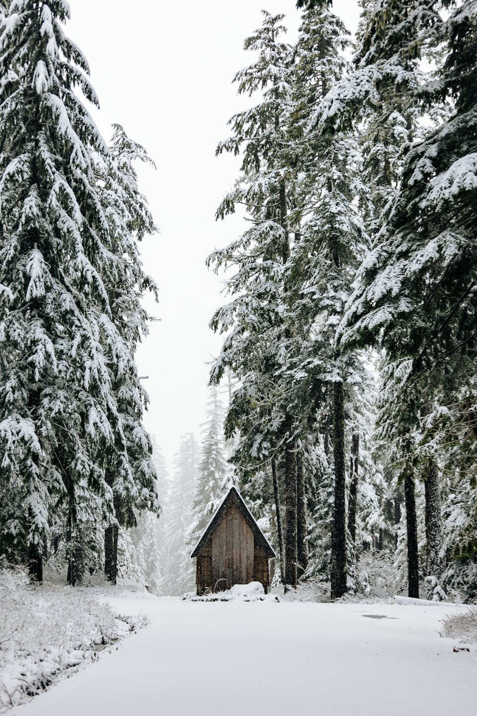 Snow-covered cabin in a dense evergreen forest.